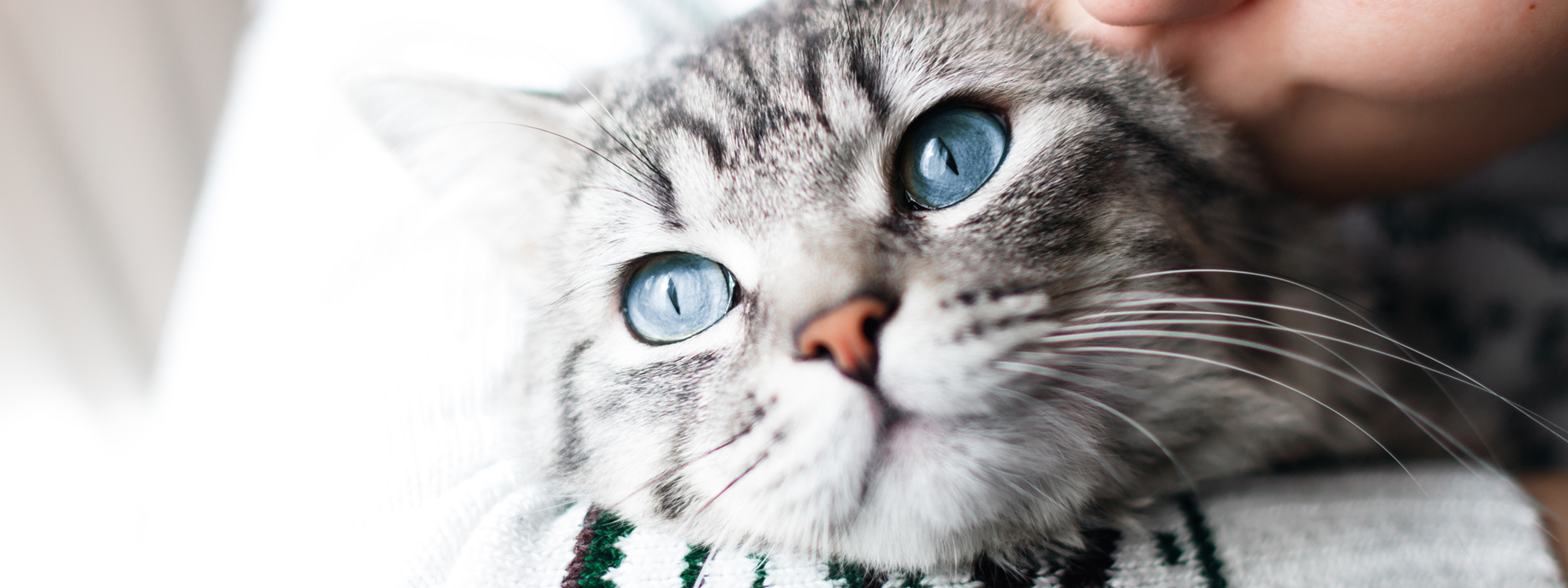indsats lettelse Senatet Katteforsikring - Sygeforsikring til katte - Læs mere her